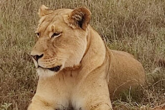 Port Elizabeth Addo Elephant National Park All Inclusive Safari - The guide and the feel of the day