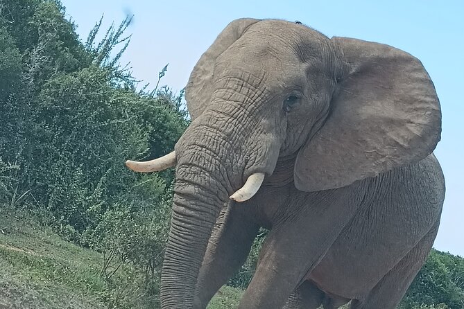 Port Elizabeth Addo Elephant National Park All Inclusive Safari - Is $154.29 a fair price?