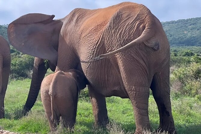 Port Elizabeth Addo Elephant National Park All Inclusive Safari - Starting at Mathyolweni South Gate