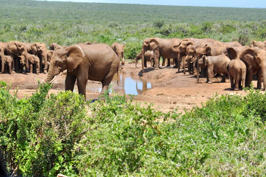 Port Elizabeth: Addo Elephant Park All-Inclusive Day Safari - Key points to know before booking