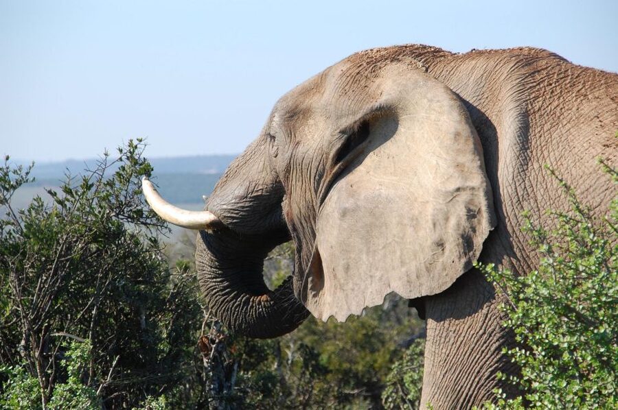 Port Elizabeth: Addo Elephant Park All-Inclusive Day Safari - Who should book this Addo safari?
