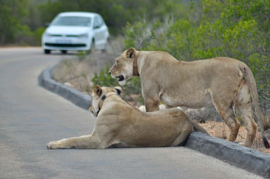 Port Elizabeth: Addo Elephant Park All-Inclusive Day Safari - The first three-hour game drive
