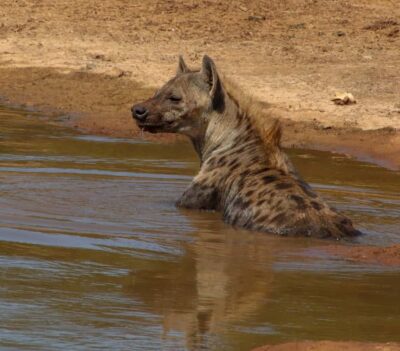 Addo Elephant Park All-Inclusive Day Safari