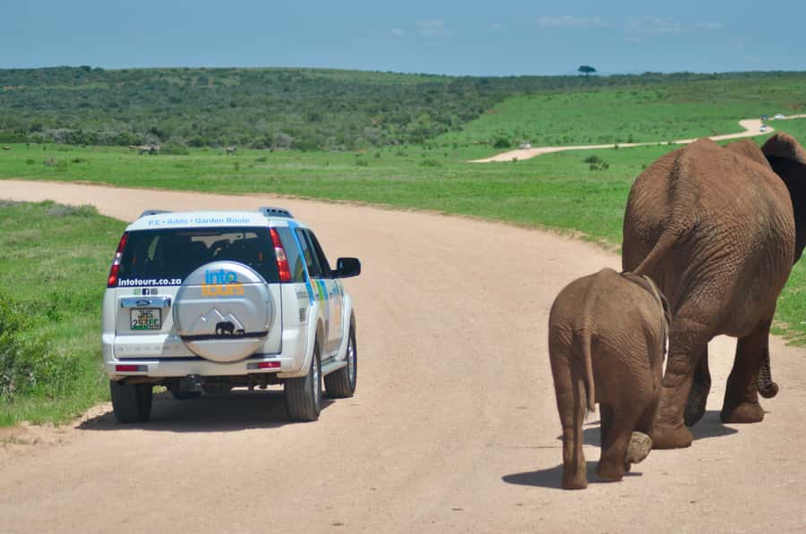 Port Elizabeth: Addo Elephant Park All-Inclusive Day Safari - Lookout points and wide Addo views