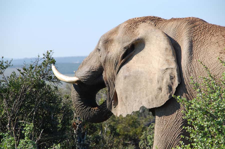 Port Elizabeth: Addo Elephant Park All-Inclusive Day Safari - Lunch, a curio shop, and one hour off the road