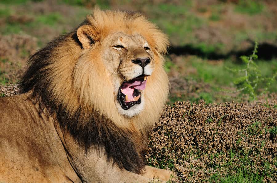 Port Elizabeth: Addo Elephant Park All-Inclusive Day Safari - The afternoon drive and the animals you may miss