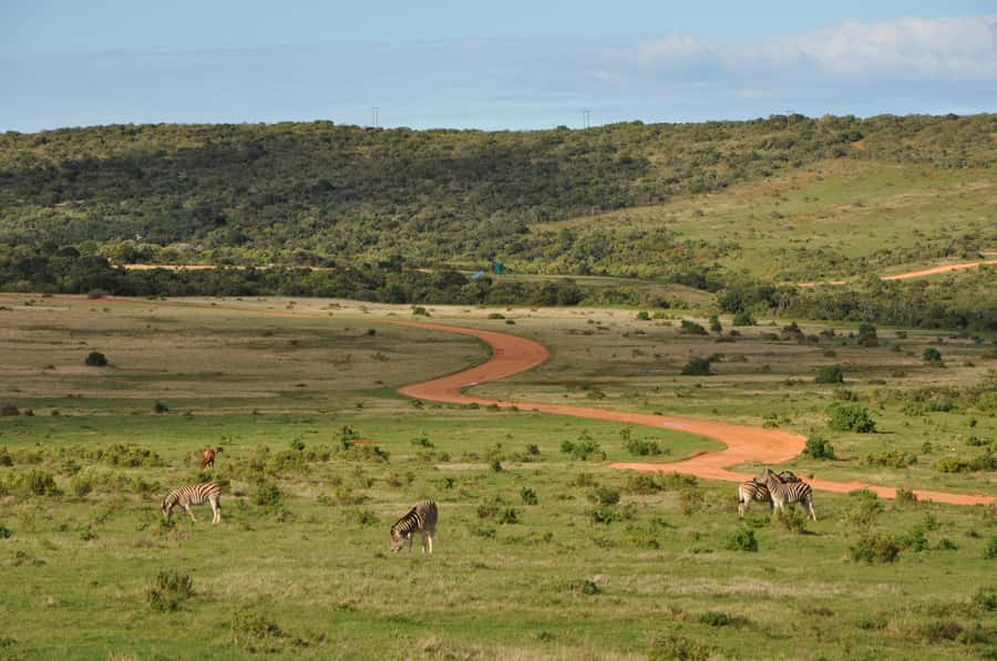 Port Elizabeth: Addo Elephant Park All-Inclusive Day Safari - What the guide adds to the experience