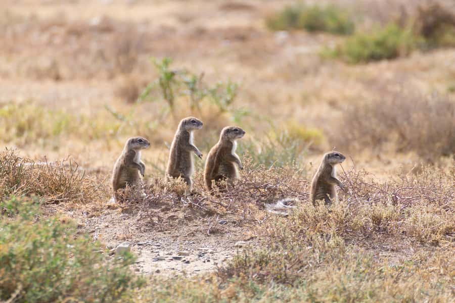 Port Elizabeth: Addo Elephant Park All-Inclusive Day Safari - Is $176 good value for an eight-hour safari?