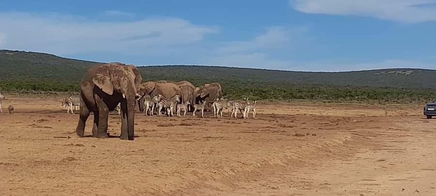 Port Elizabeth: Addo Elephant Park Shore Excursion & Safari - Key points to know before booking