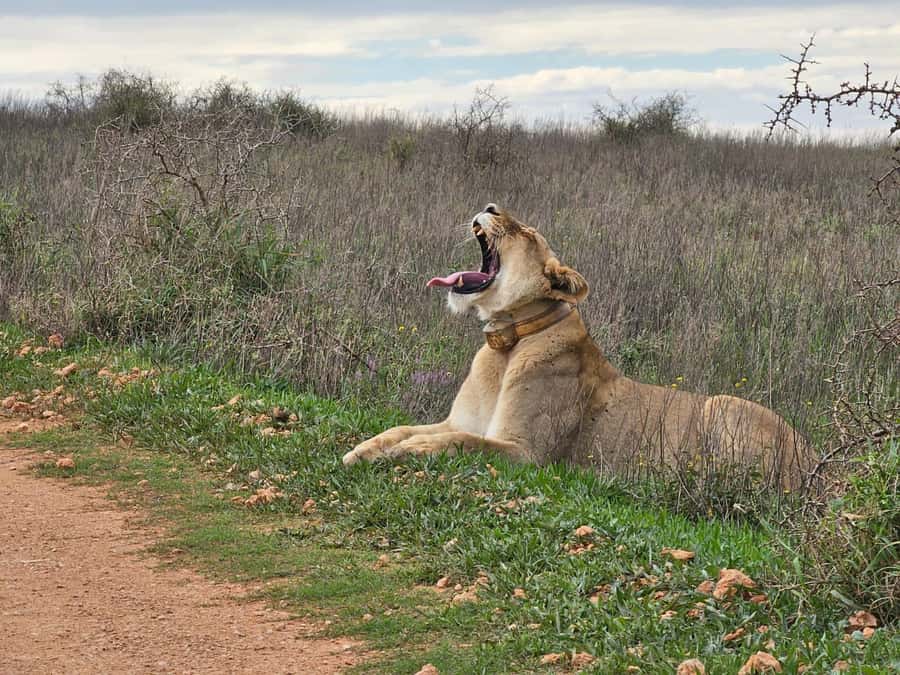 Port Elizabeth: Addo Elephant Park Shore Excursion & Safari - FAQ