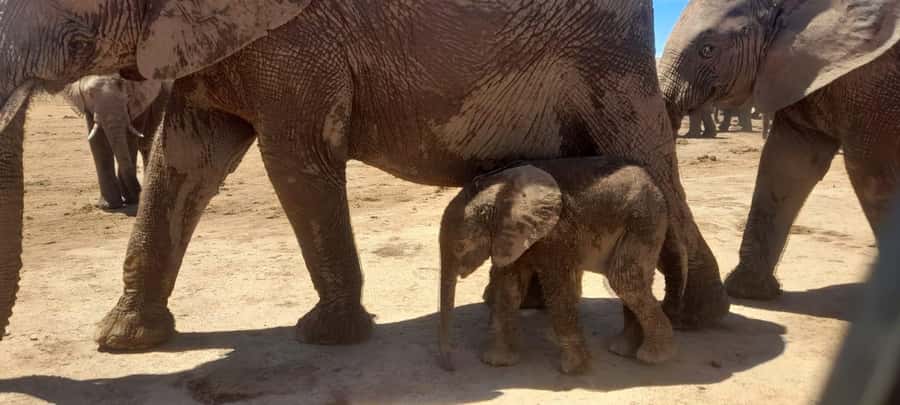 Port Elizabeth: Addo Elephant Park Shore Excursion & Safari - Why Addo makes a strong safari choice