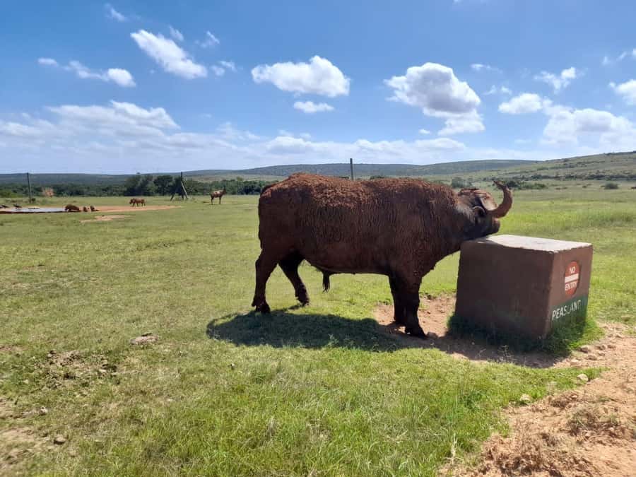 Port Elizabeth: Addo Elephant Park Shore Excursion & Safari - Four hours of wildlife viewing before lunch