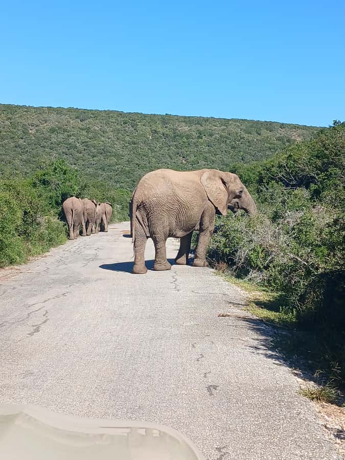 Port Elizabeth: Addo Elephant Park Shore Excursion & Safari - What the $159 price really buys