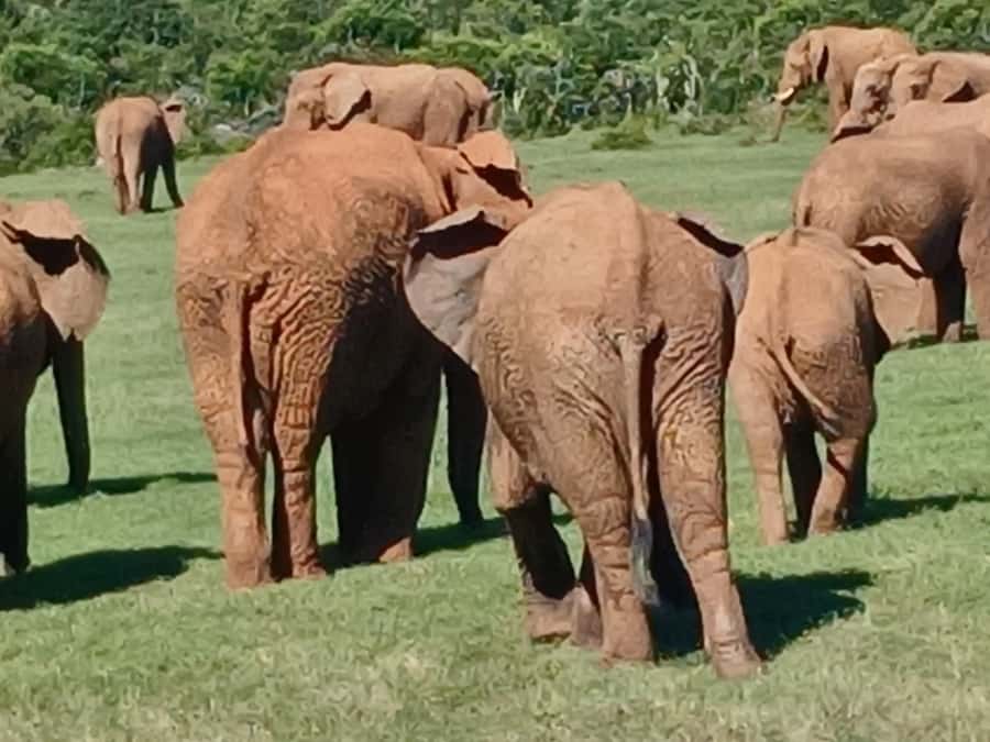 Port Elizabeth: Addo Elephant Park Shore Excursion & Safari - The biggest strengths and the real drawbacks