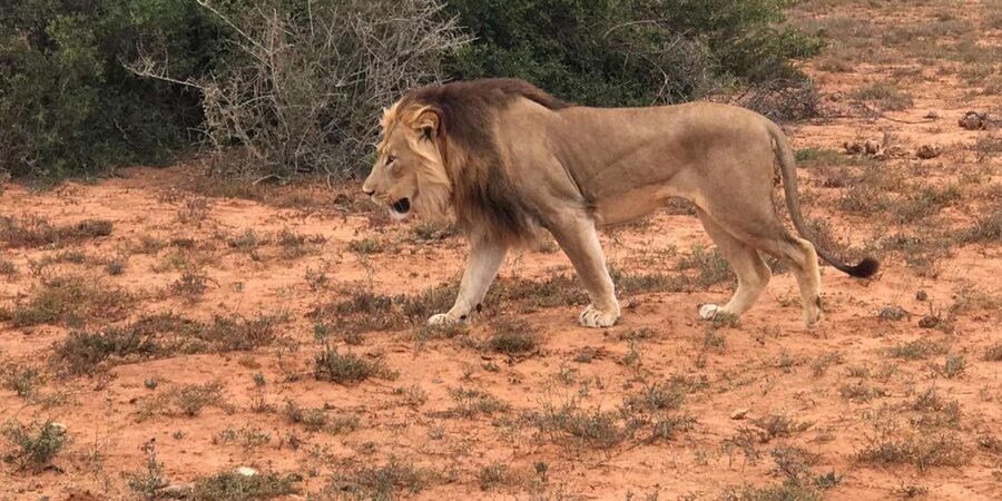 Port Elizabeth: Addo Elephant Park Shore Excursion & Safari - Who should book this Addo safari?