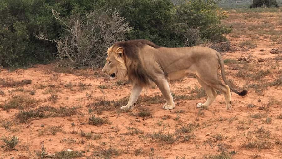 Port Elizabeth: Addo Elephant Park Shore Excursion & Safari - Pickup from Port Elizabeth and the 45-minute transfer