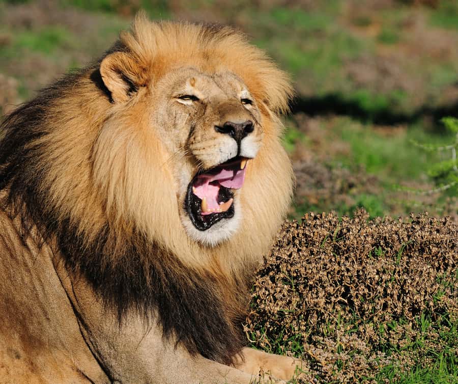 Port Elizabeth: Addo Elephant Park Shore Excursion with BBQ - Practical details to know before you go