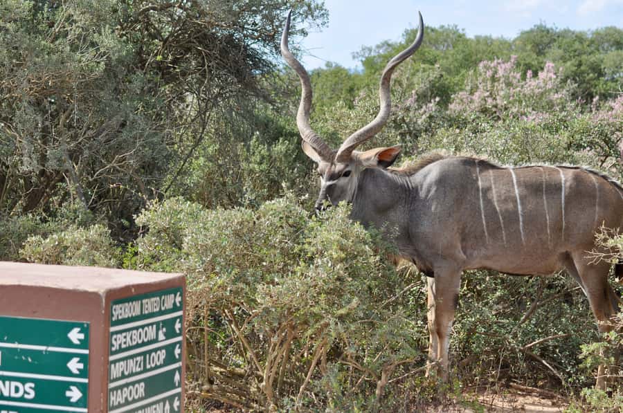 Port Elizabeth: Addo Elephant Park Shore Excursion with BBQ - Guides who shape the day