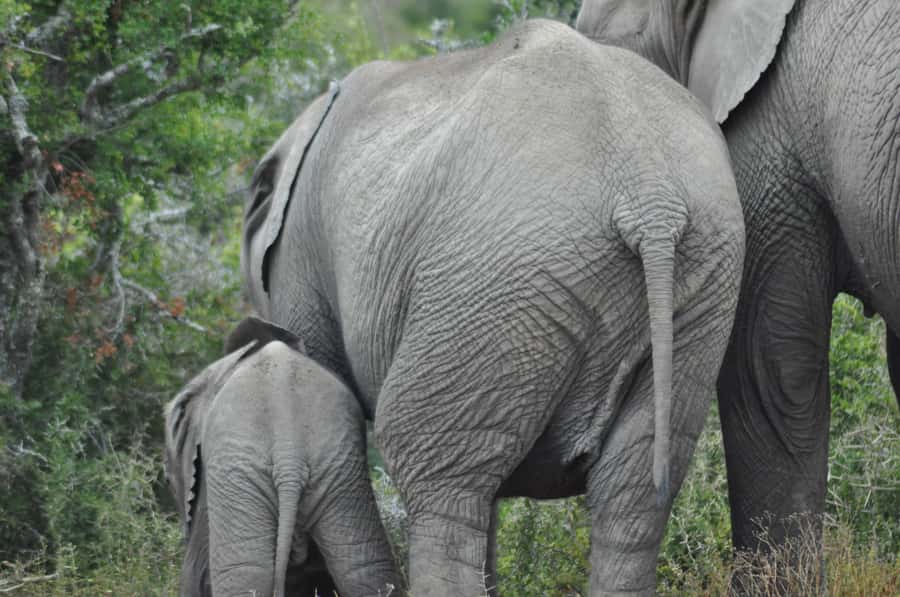 Port Elizabeth: Addo Elephant Park Shore Excursion with BBQ - Is $164 good value?