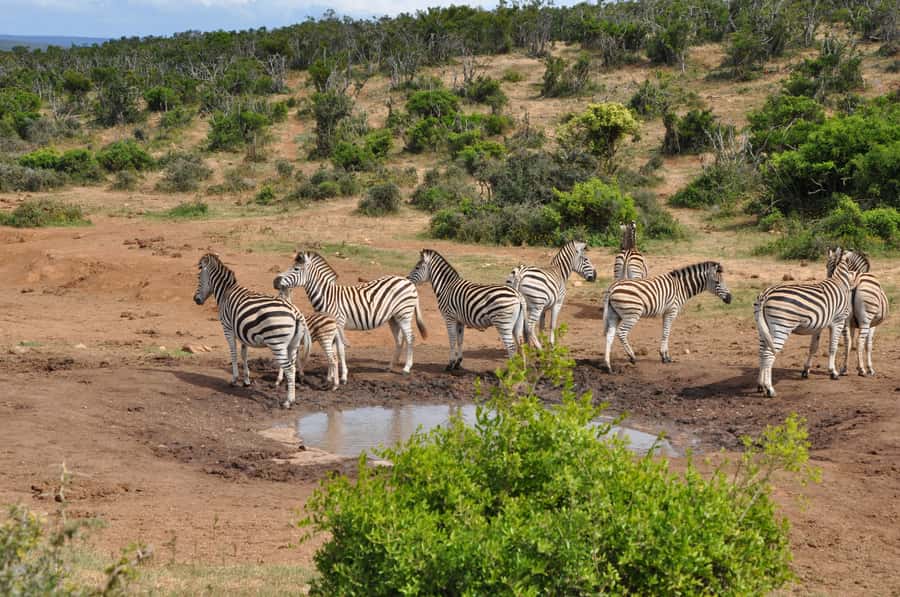 Port Elizabeth: Addo Elephant Park Shore Excursion with BBQ - Meeting your guide beside the cruise terminal