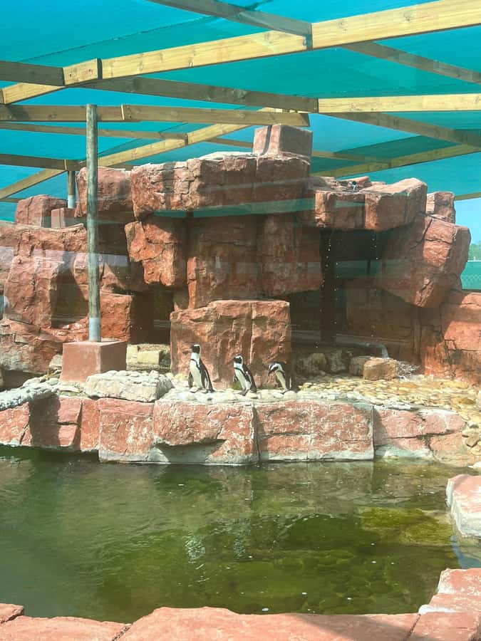 Port Elizabeth: City and Coastal Tour - Meeting rescued African penguins at SANCCOB