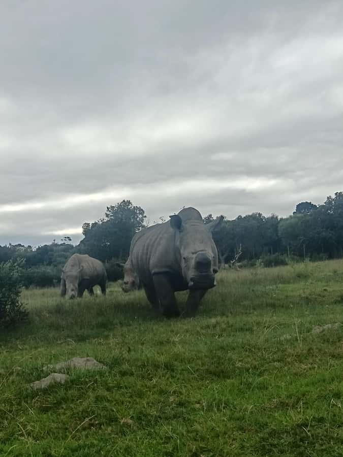 Port Elizabeth: Kragga Kamma Game Park Guided Tour - Why Kragga Kamma works for a short Port Elizabeth visit