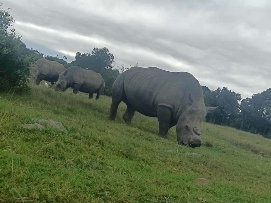 Port Elizabeth: Kragga Kamma Game Park Guided Tour - What you can see on the game drive