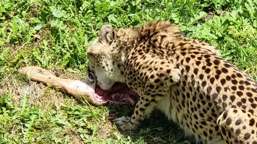 Port Elizabeth: Kragga Kamma Game Park Guided Tour - The meaning behind Kragga Kamma