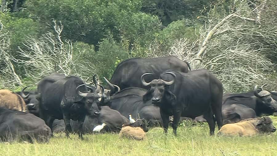 Port Elizabeth: Kragga Kamma Game Park Guided Tour - Following the three-hour route