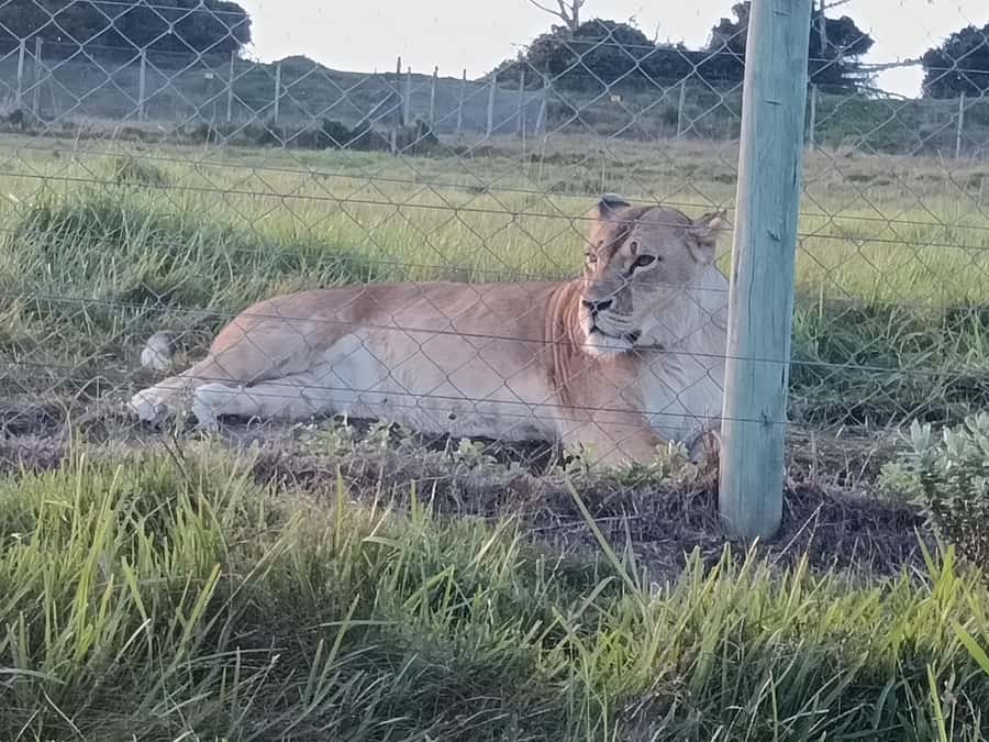 Port Elizabeth: Kragga Kamma Game Park Guided Tour - Is $80 a fair price?