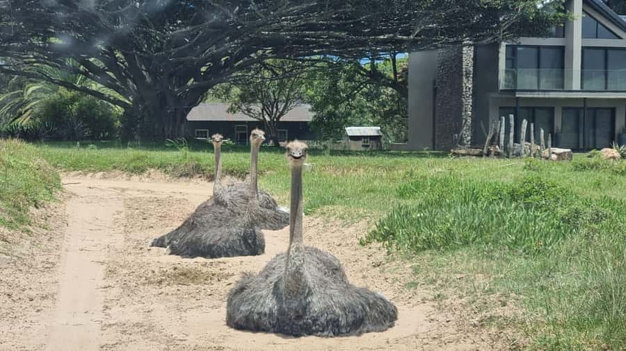 Port Elizabeth: Kragga Kamma Game Park Guided Tour - Who should book this game drive?