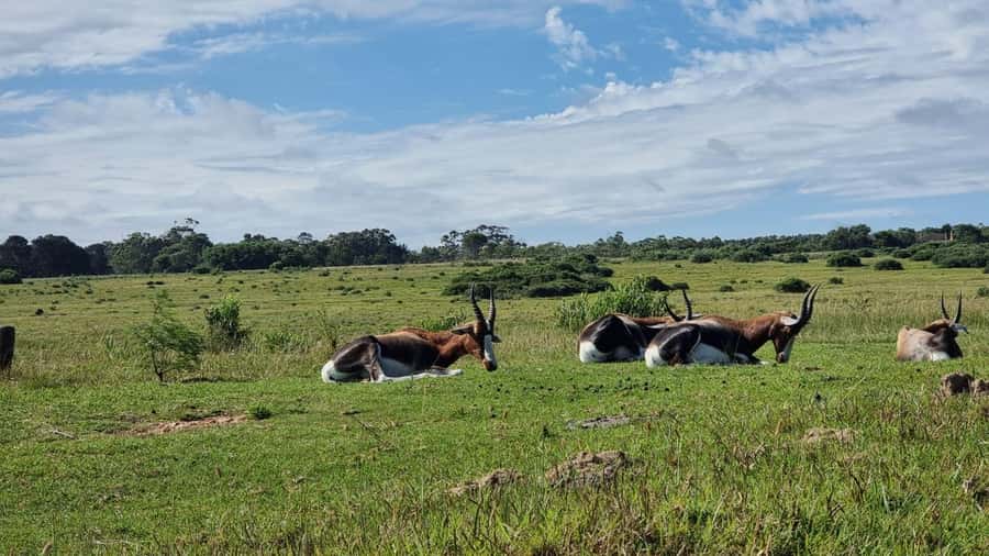 Port Elizabeth: Kragga Kamma Game Park Guided Tour - A small reserve with a lot packed into 203 hectares