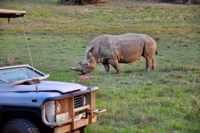 Port Elizabeth Safari and City Tour from Gqeberha - Why combine Gqeberha with a safari?