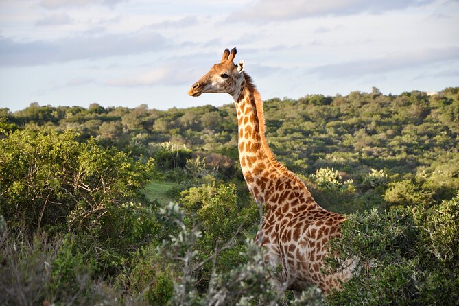 Port Elizabeth Safari and City Tour from Gqeberha - Local craft at Wozani Arts & Crafts