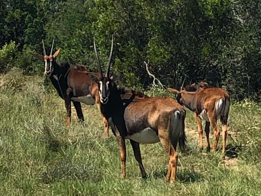 Port Elizabeth: Schotia Game Reserve Safari with Port Pickup - Five hours in an open safari vehicle