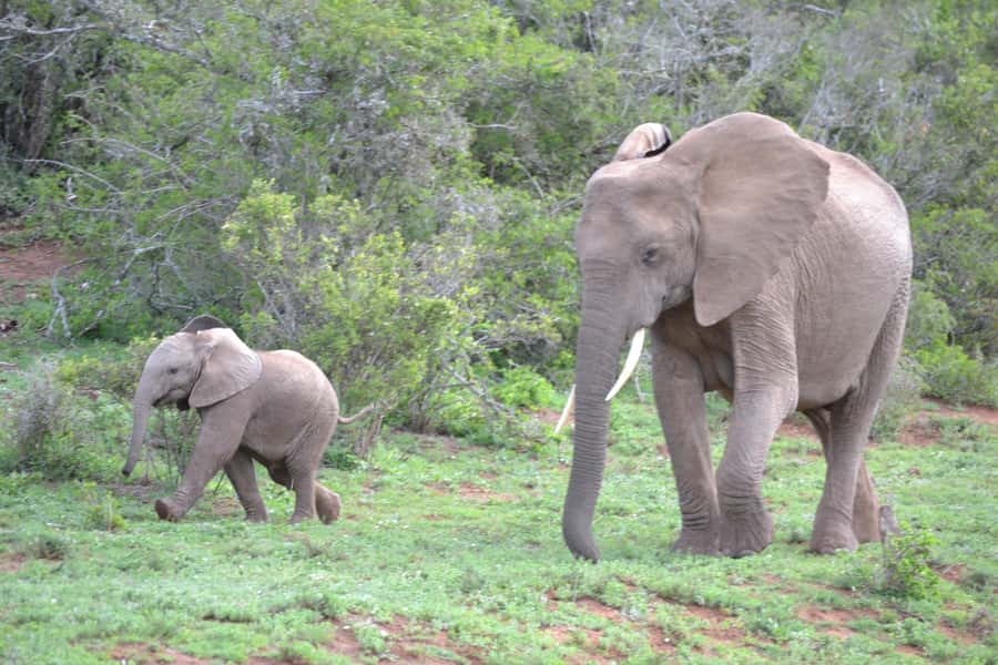 Port Elizabeth: Schotia Game Reserve Safari with Port Pickup - Snacks, drinks, and the midday break
