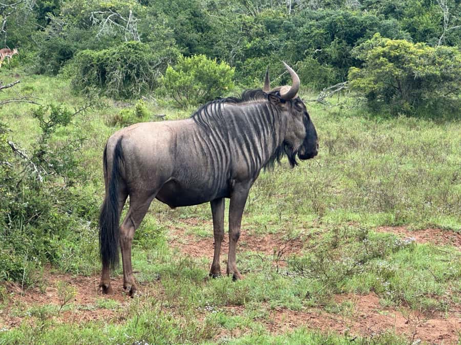 Port Elizabeth: Schotia Game Reserve Safari with Port Pickup - Small details that can make the day better