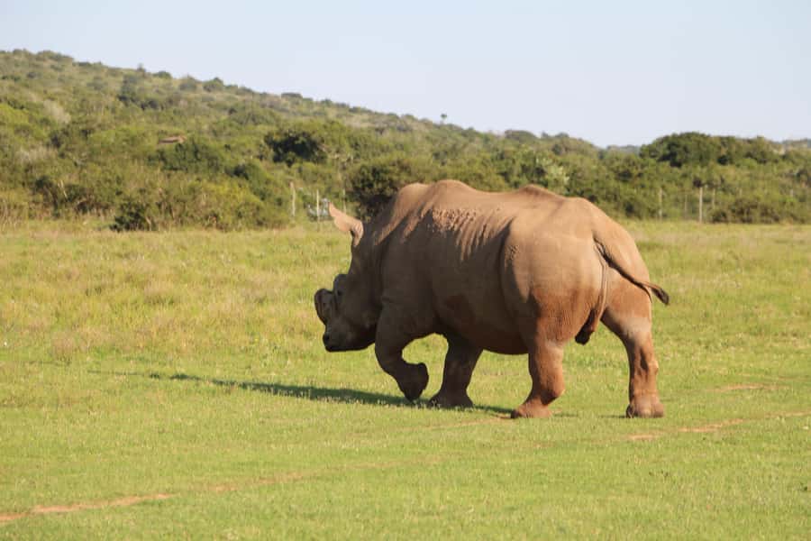 Port Elizabeth: Schotia Private Game Reserve Safari - Why Schotia makes sense from Port Elizabeth