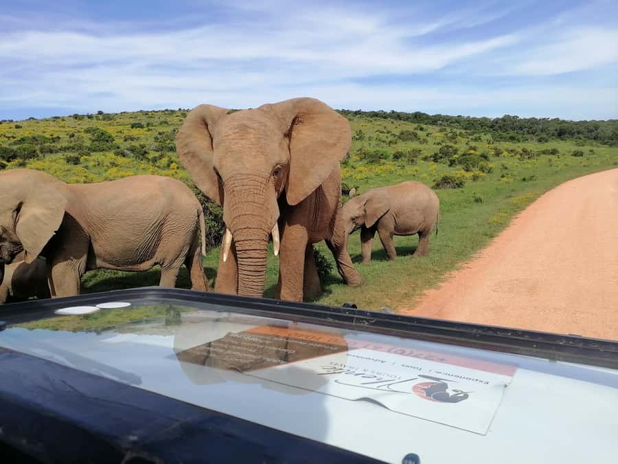 Port Elizabeth: Schotia Private Game Reserve Safari - The second drive is where patience can pay off