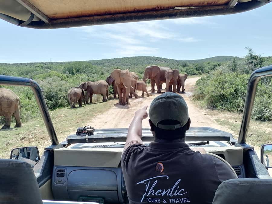 Port Elizabeth: Schotia Private Game Reserve Safari - The conservation story behind Addo