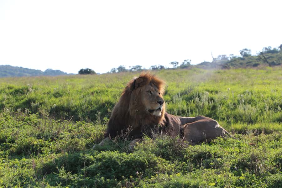 Port Elizabeth: Schotia Private Game Reserve Safari - A practical five-hour plan from the cruise terminal