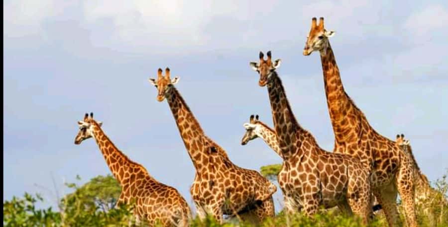 Port Elizabeth: Schotia Safaris Game Reserve Safari - Why Schotia works well for a Port Elizabeth day