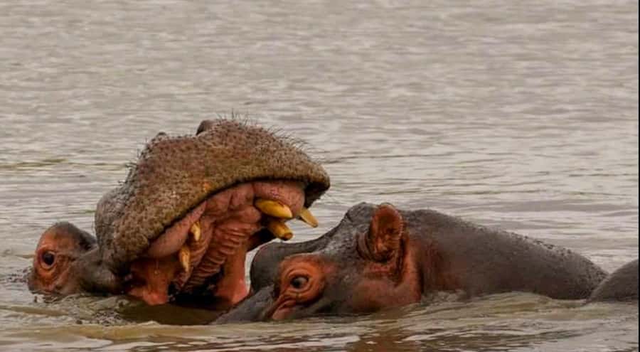 Port Elizabeth: Schotia Safaris Game Reserve Safari - How the five-hour drive unfolds