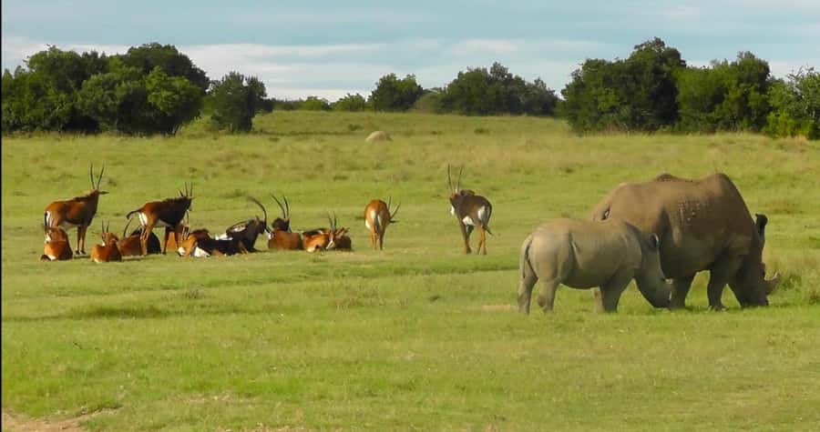 Port Elizabeth: Schotia Safaris Game Reserve Safari - Big Five expectations, with a dose of realism