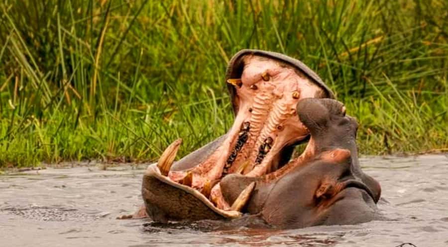 Port Elizabeth: Schotia Safaris Game Reserve Safari - Guide quality can make or break the day