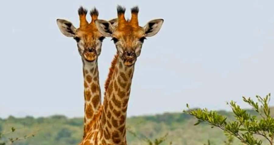 Port Elizabeth: Schotia Safaris Game Reserve Safari - Is $207 good value?