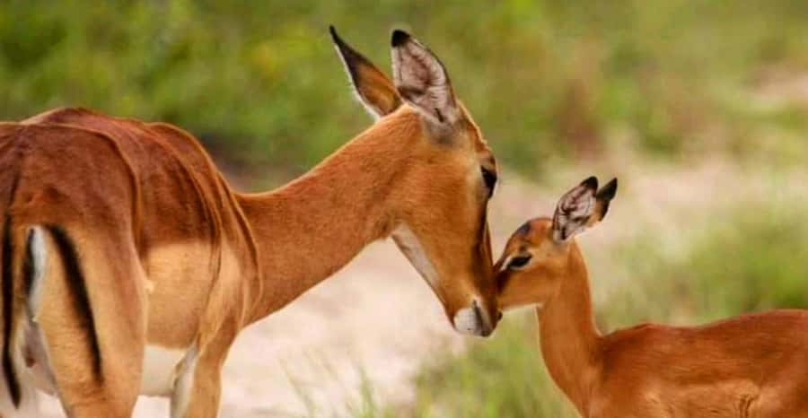 Port Elizabeth: Schotia Safaris Game Reserve Safari - Choosing the right departure time