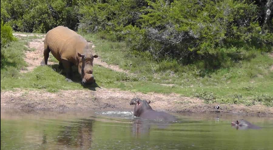 Port Elizabeth: Schotia Safaris Game Reserve Safari - Who should book this safari?