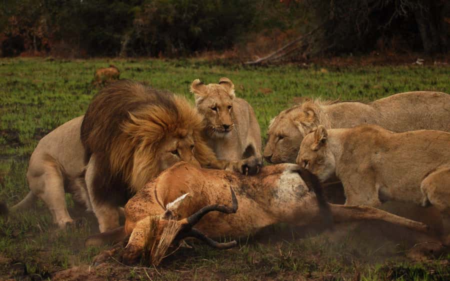 Port Elizabeth: Schotia Safaris Game Reserve Safari - From hotel pickup to the open 4x4