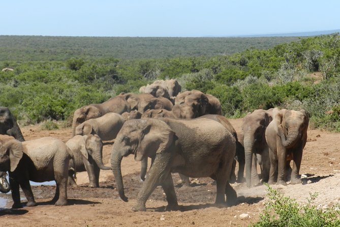 Port Elizabeth Shore Excursion: Addo Elephant Full Day Safari &"Braai"Lunch(BBQ) - Wildlife: excellent elephants, less certain Big Five
